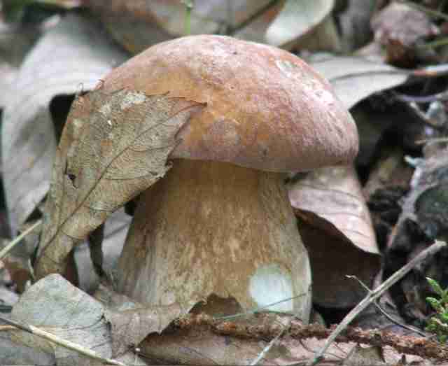  Image name: 152 Porcino.jpg 
 width: 640 pixel 
 height: 523 pixel 
 Size: 19831 bytes 
 Click to enlarge 